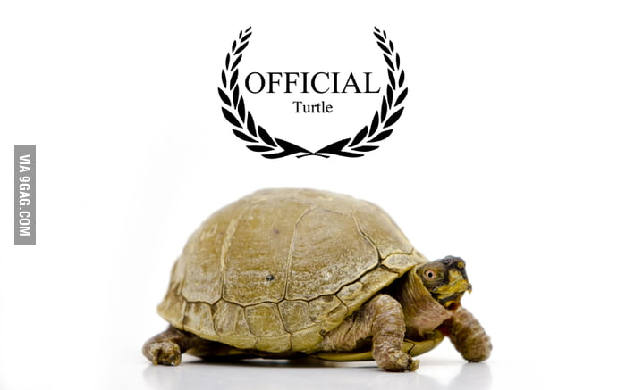 OFFICIAL Turtle - 9GAG