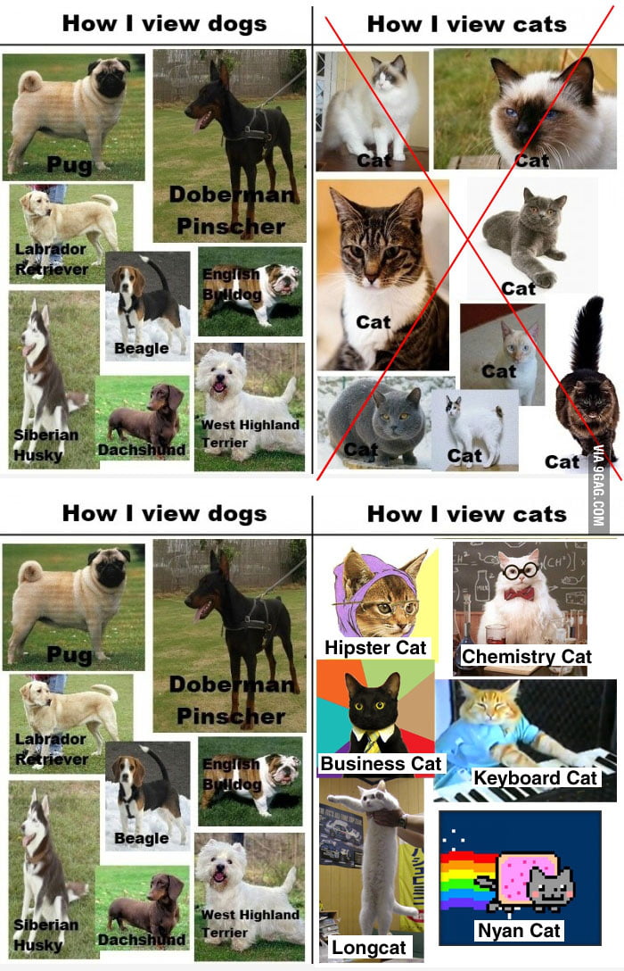 FIXED How I view dogs and cats 9GAG