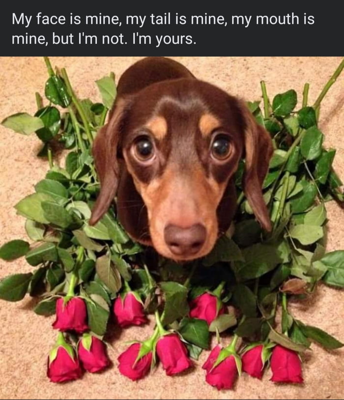 A dachshund wants to say how much it loves you. - 9GAG