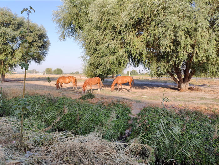 Uzbek Dogs In Uzbekistan where you have more stray horses than dogs - 9GAG