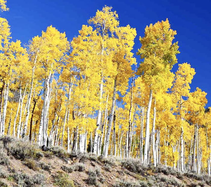 Pando Tree In Fishlake National Forest In Utah Gag