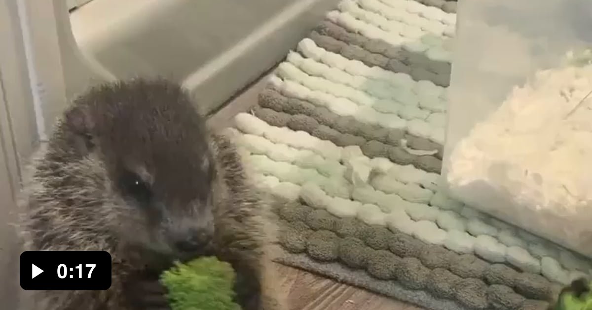 Good little groundhogs eating their broccoli - 9GAG