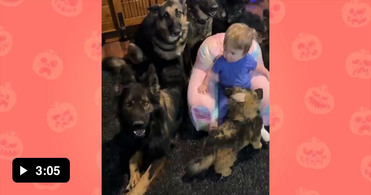 This Child Will Be Well Protected By The German Shepherds That Think ...