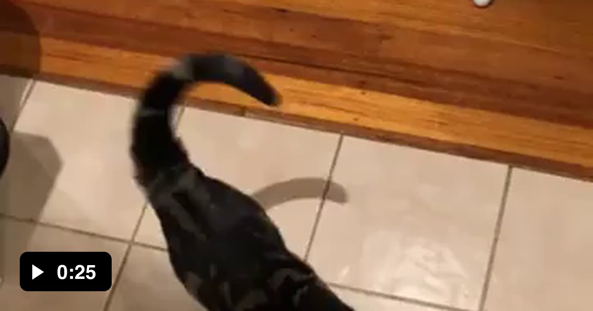 Meet Henry. He constantly yells for attention. 9GAG