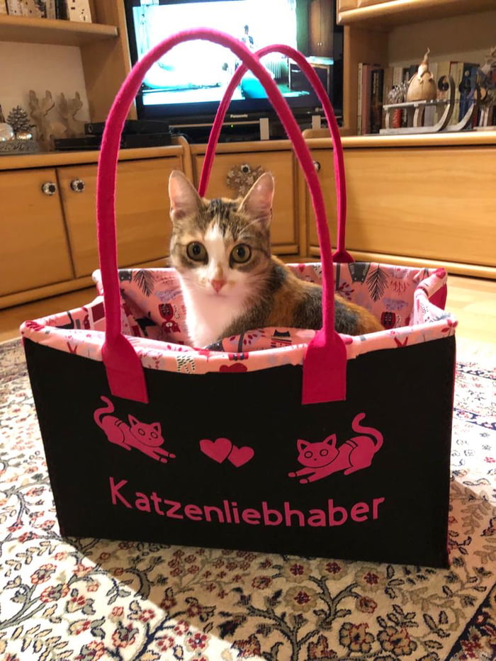 Cat in a bag 9GAG