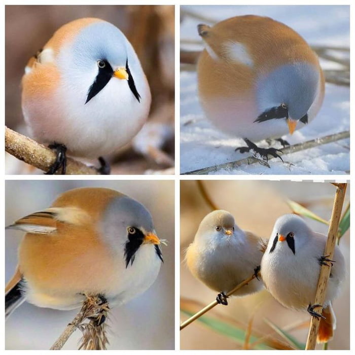 the-worlds-roundest-bird-the-bearded-reedling-looks-like-a-pokimon