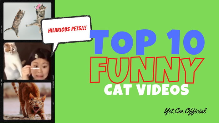 Top 10 funny cat videos that make you laugh - 9GAG