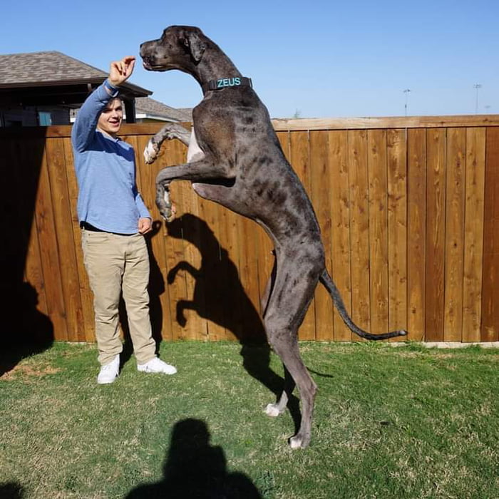 Standing At 1.046 Metres (3 Ft 5.18 In), The Gentle Giant, Zeus Is The ...