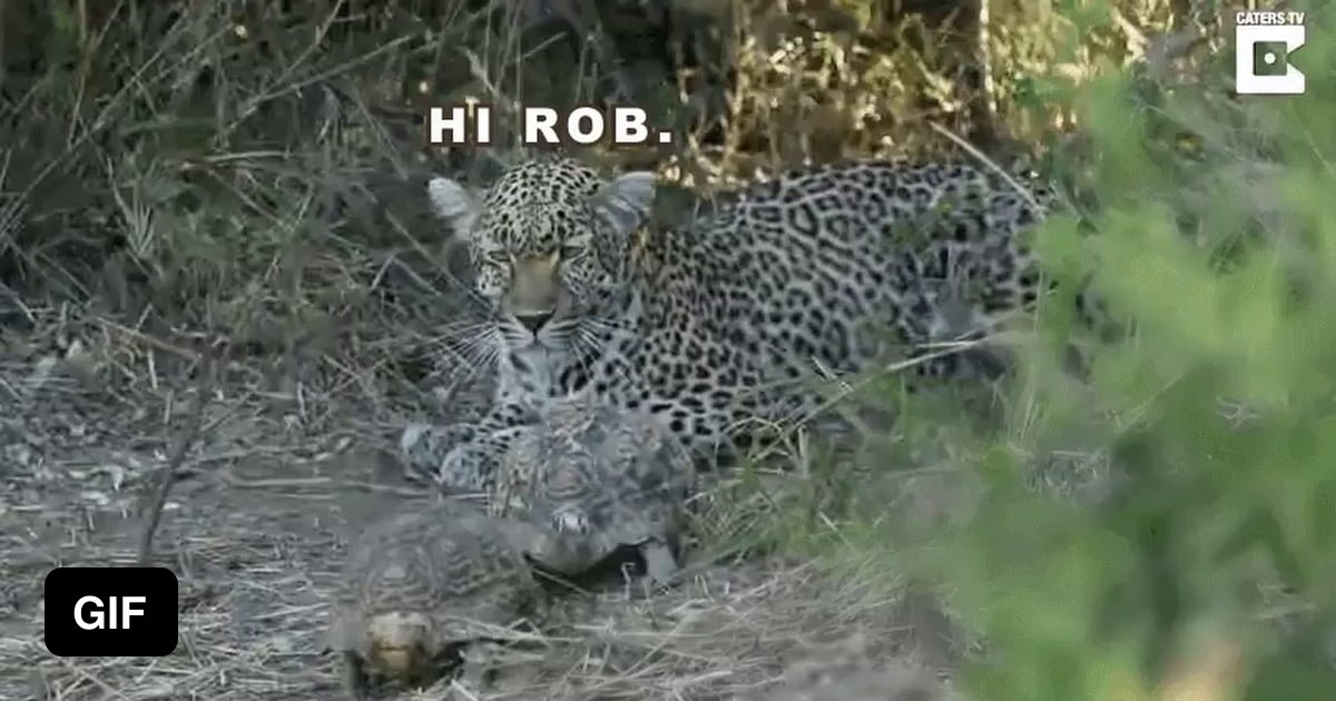 The jungle is a wild and raunchy place - 9GAG