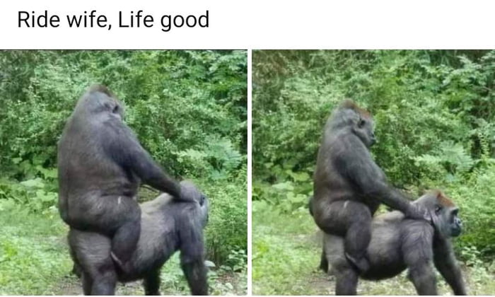 Ride Wife Life Good 9gag