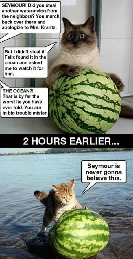 do cats like watermelon