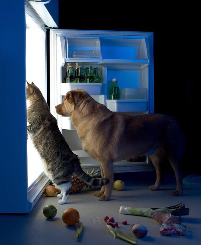 The Chronicles of Nanya : The Cat, The Dog And The Fridge - 9GAG