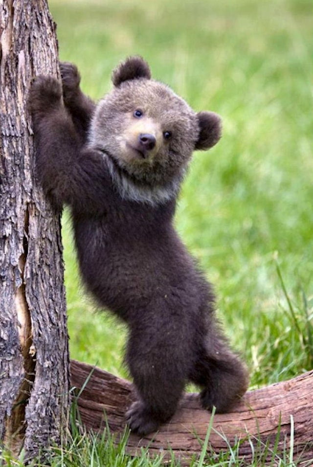 Cute baby bear! - 9GAG