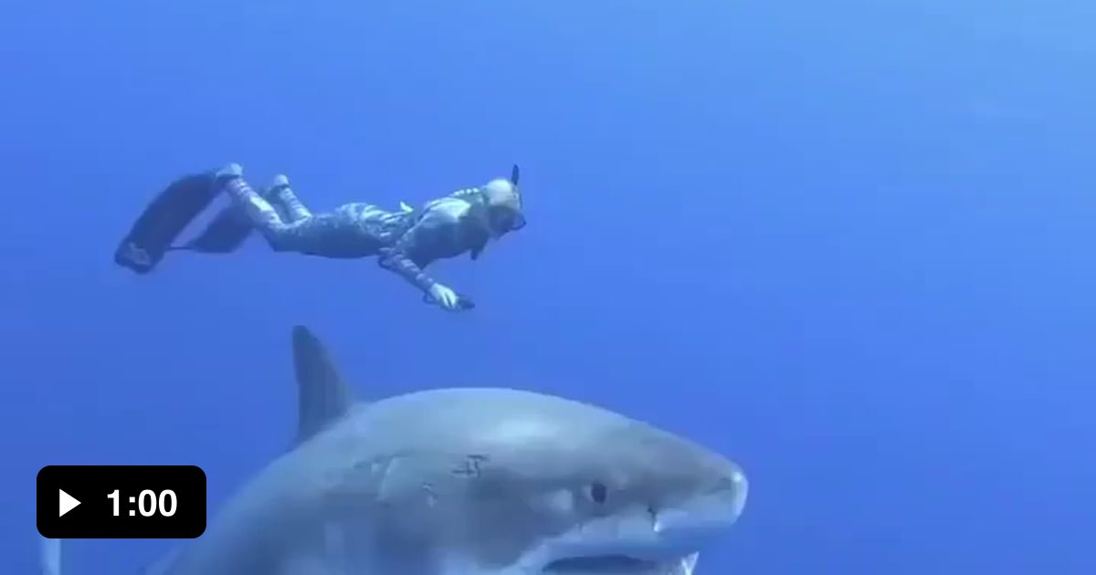 This is incredible.. Oceanographer Ocean Ramsey swimming with one of