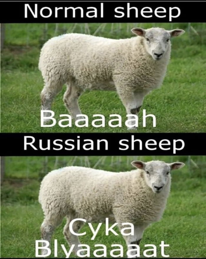 Normal vs Russian sheep 9GAG