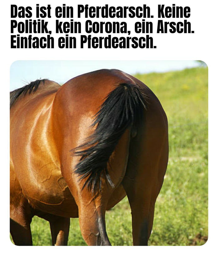Arsch pferde 