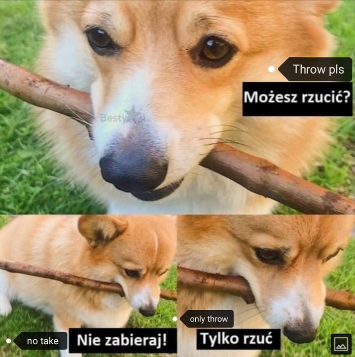 Pieseł - 9GAG