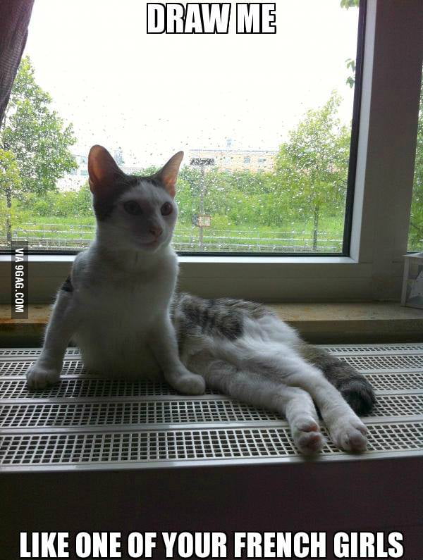 One cat or two cats..? 9GAG