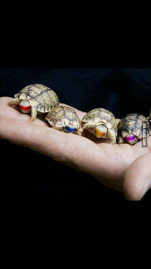 New movie announced: Baby Mutant Ninja Turtles - 9GAG