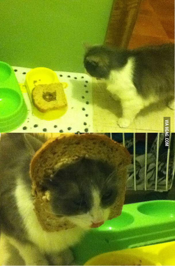 My ingenious cat bread trap, try it! - 9GAG