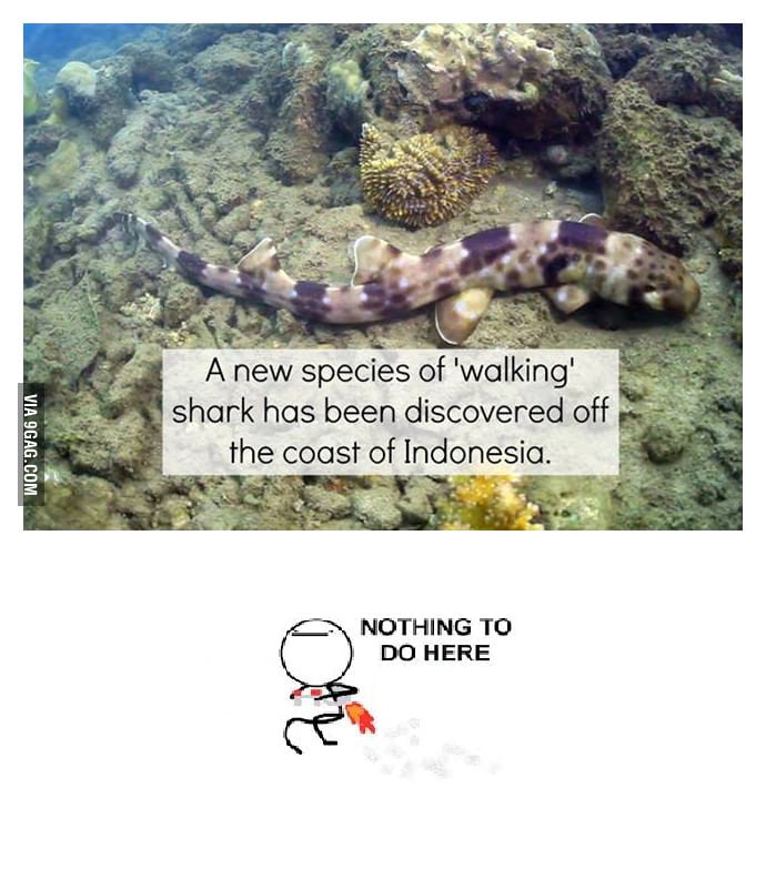 WALKING SHARKS? REALLY EVOLUTION?! REALLY?! 9GAG