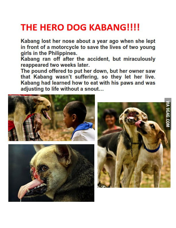 Kabang the hot sale hero dog