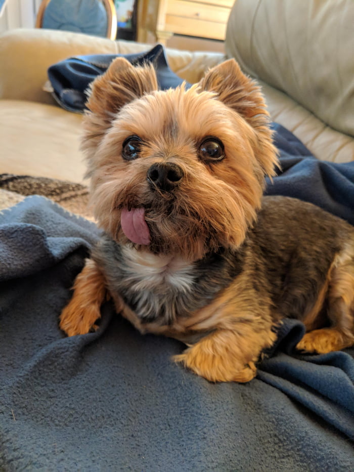 This is my 7 year old yorkie Andy! He lost a few teeth and now his ...