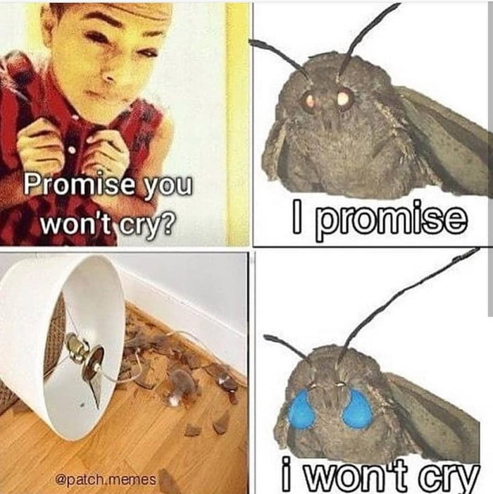 Moth meme - 9GAG