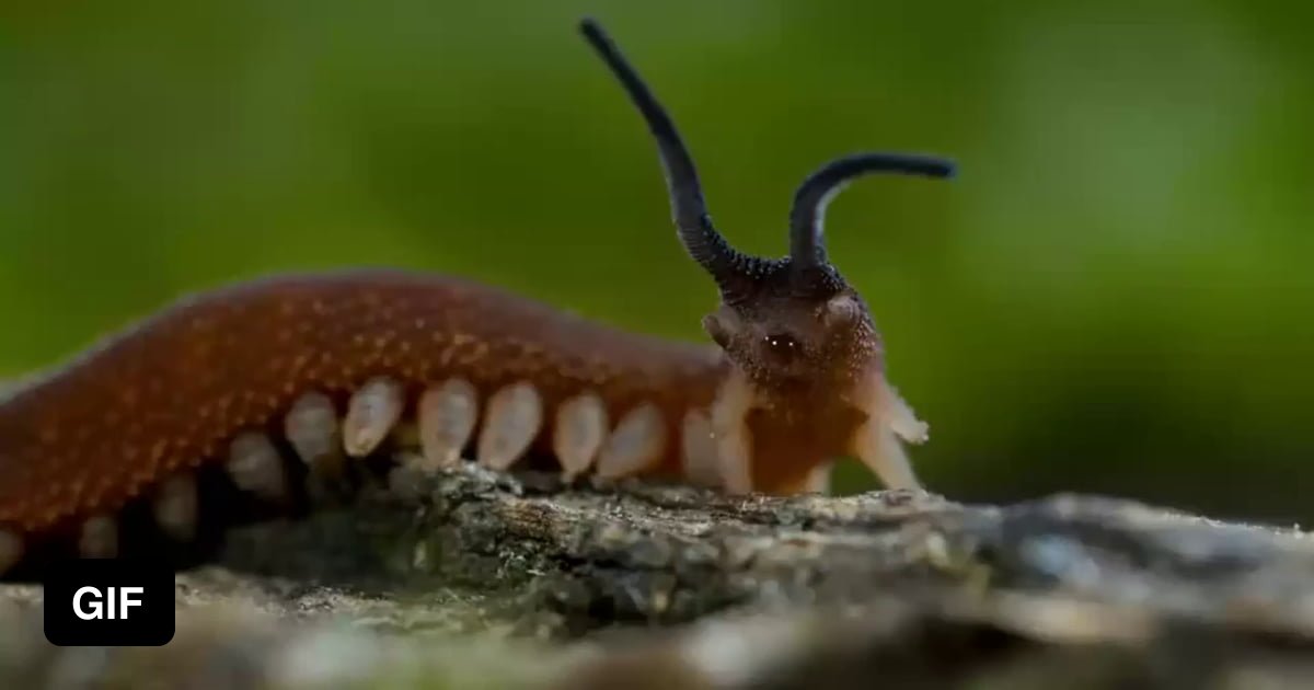 Fear The Sticky Velvet Worm With Dual Glue Guns Gag