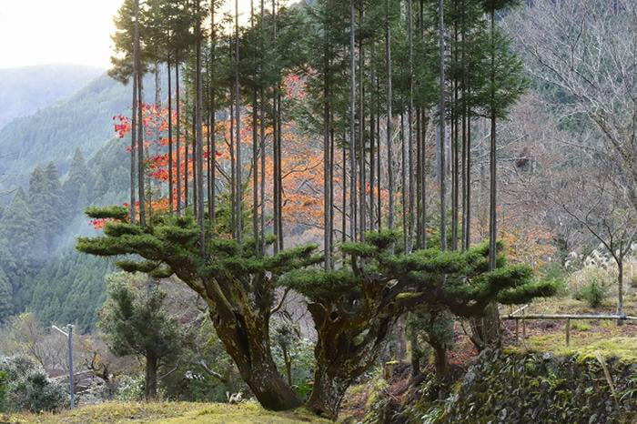 There s An Ancient Japanese Pruning Method From The 14th Century That 