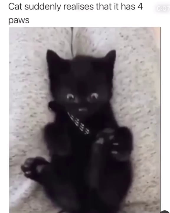 Cat Realising It Has 4 Paws 9gag Cat Realising It Has 4 Paws 9gag