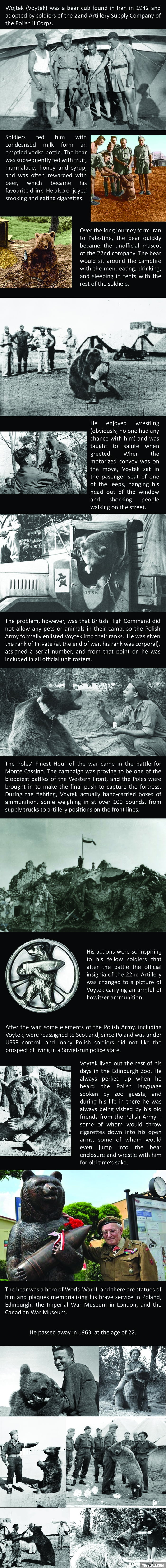 The amazing story of Voytek the Soldier Bear
