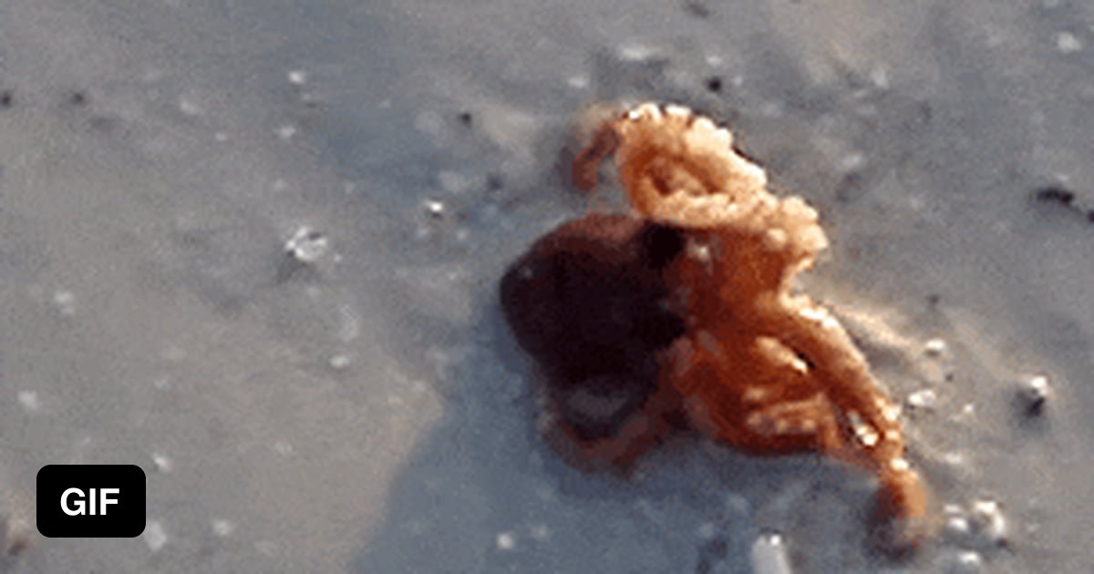 Baby Octopus. - 9gag