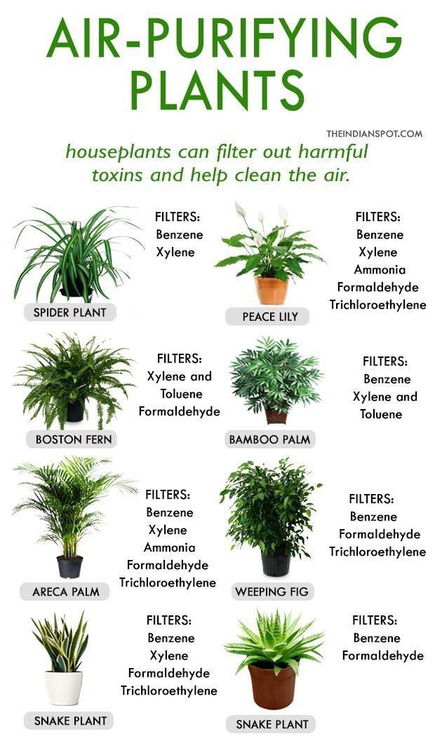 air-purifying-plants-9gag