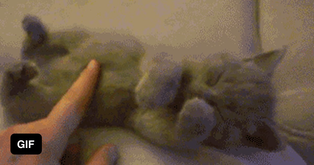 Котик гиф. Гифки с котятами. Котенок gif. Гладит кошку гиф.