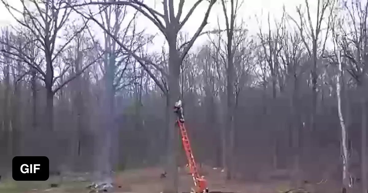 Trimming a tree without a safety harness 9GAG