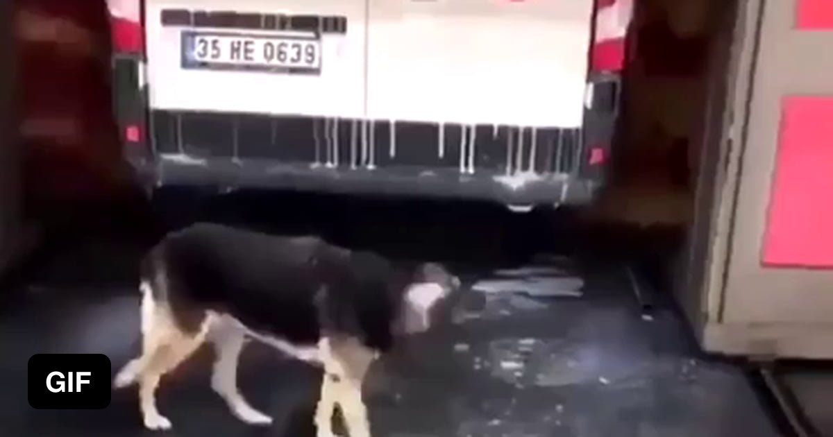 Automatic petting machine 9GAG