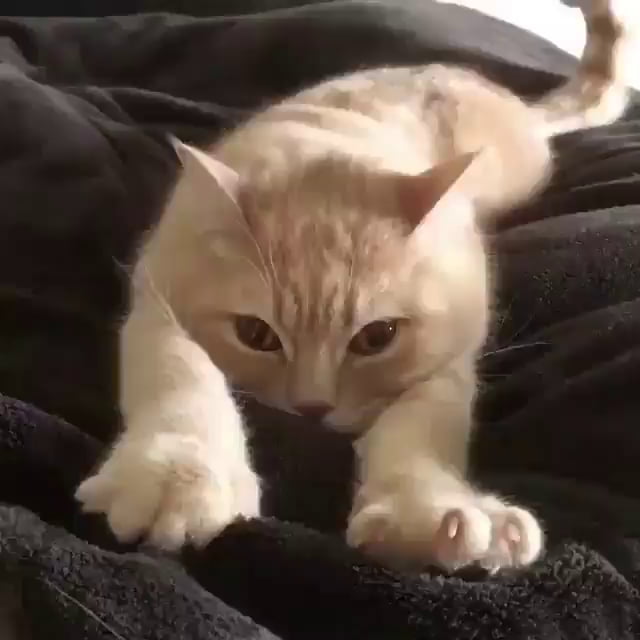 Cat doing some sleepy kneads 9GAG