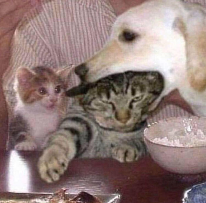 DOg bITiNg ofF cAtS hEaD wHiLe hER dAUgHtEr wAtChEs hELpLEssLY 9GAG