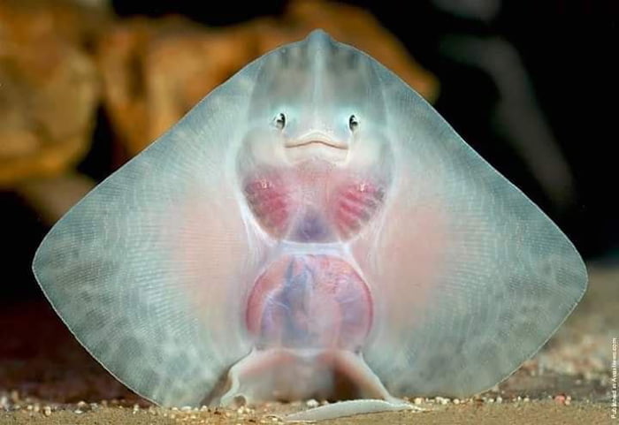 baby manta ray pictures baby manta ray pictures