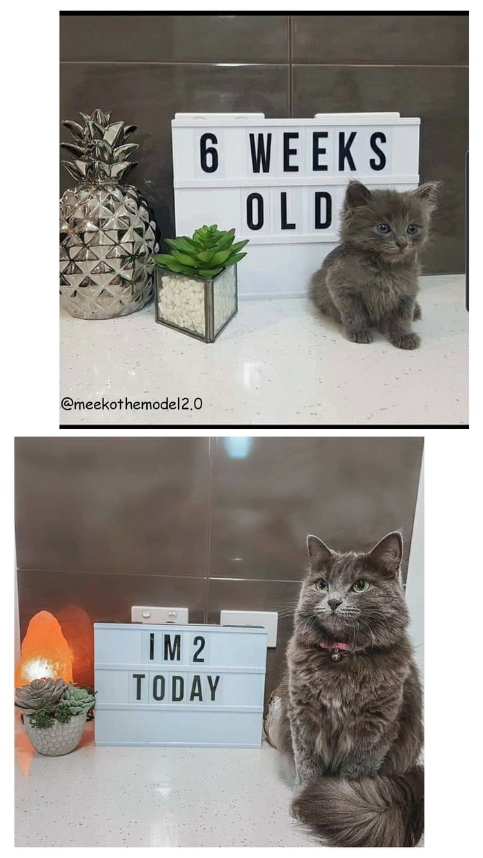 Kitten does even bigger grow - 9GAG