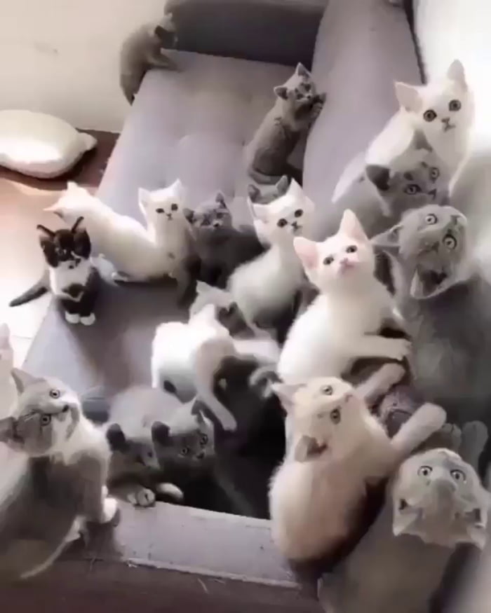 Couch full of kittens 9GAG