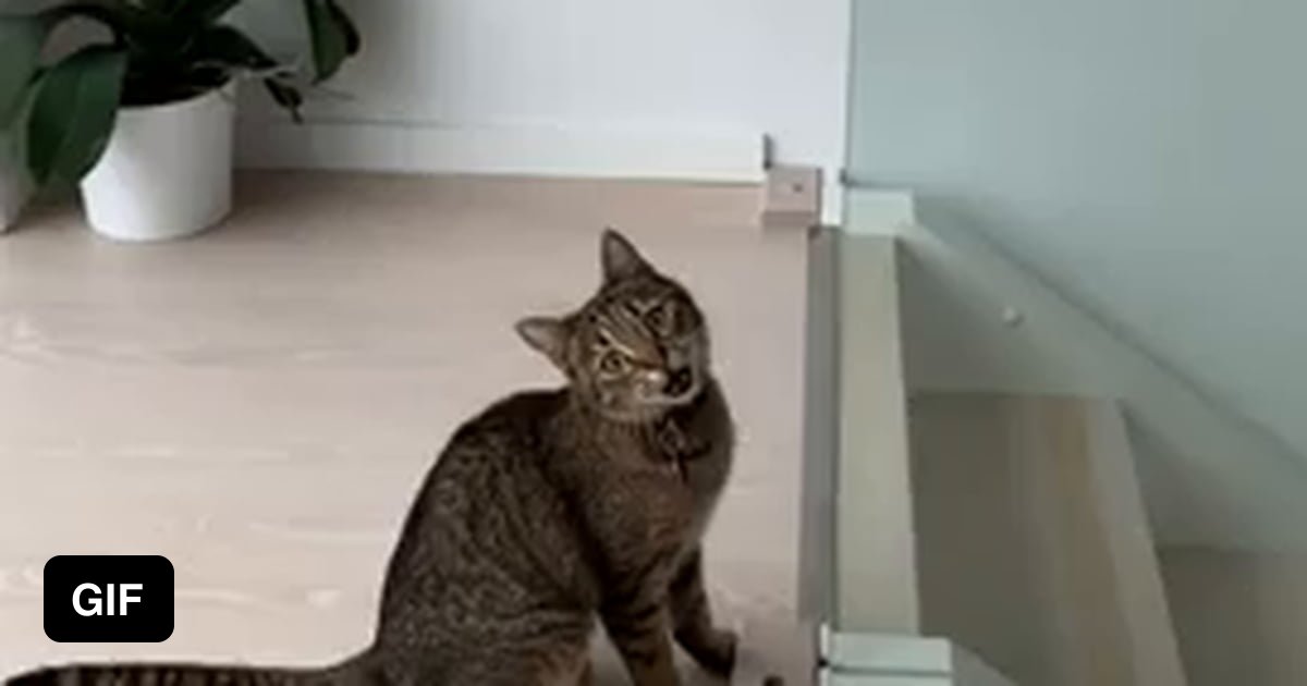 Cat failing to jump on the stair railing 9GAG