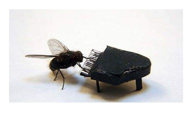 Nothing to See here, Just a random Fly enjoying a good time!! - 9GAG