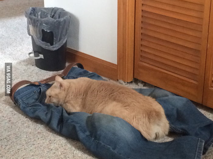 This cat likes to sit in its owner's lap, even when he's not there. 9GAG