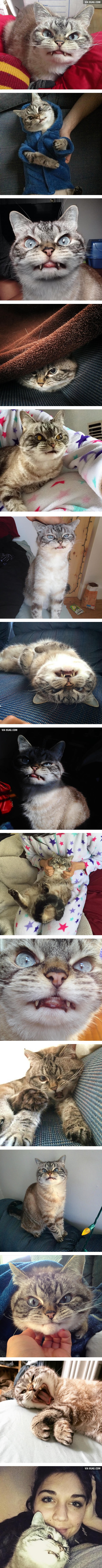 Meet Loki The Vampire Cat Who Has The Most Evil Look Ever
