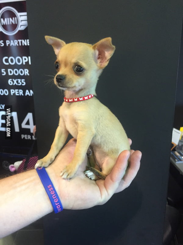 All the dog collars were too big so a hair tie had to do. Say hello to Dolly. 9GAG