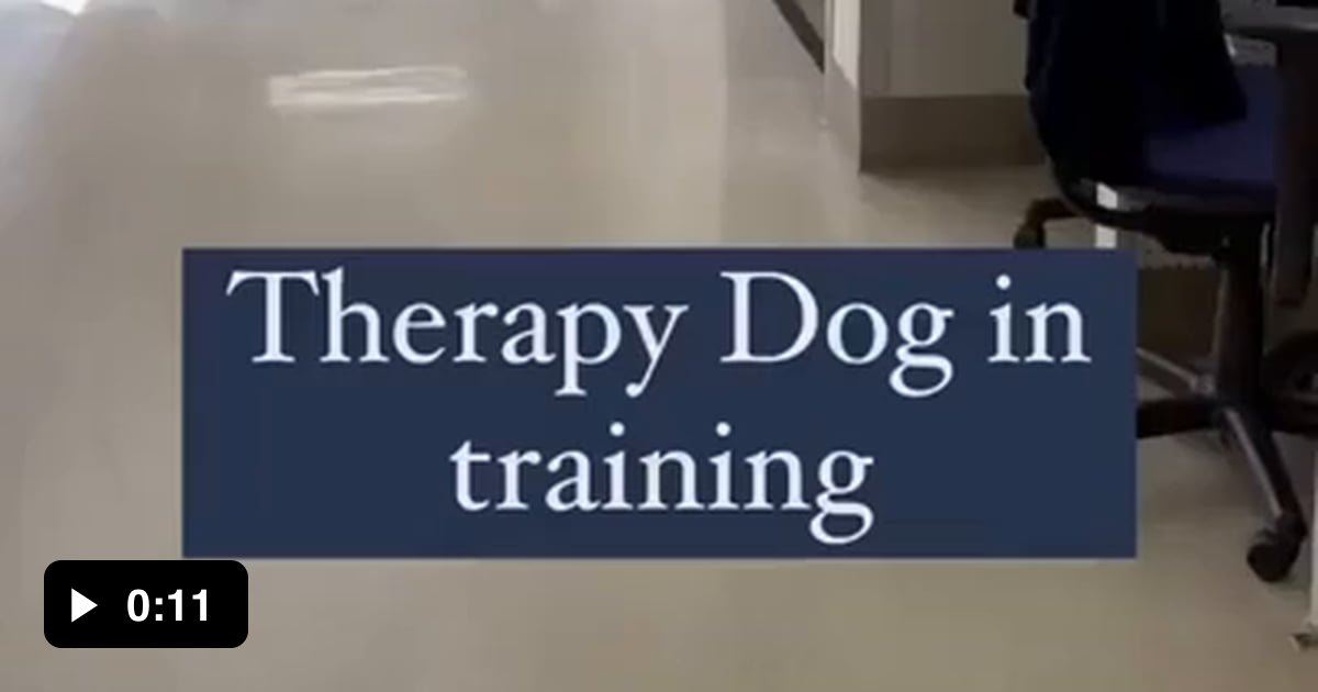 Therapy dog in training making the rounds - 9GAG