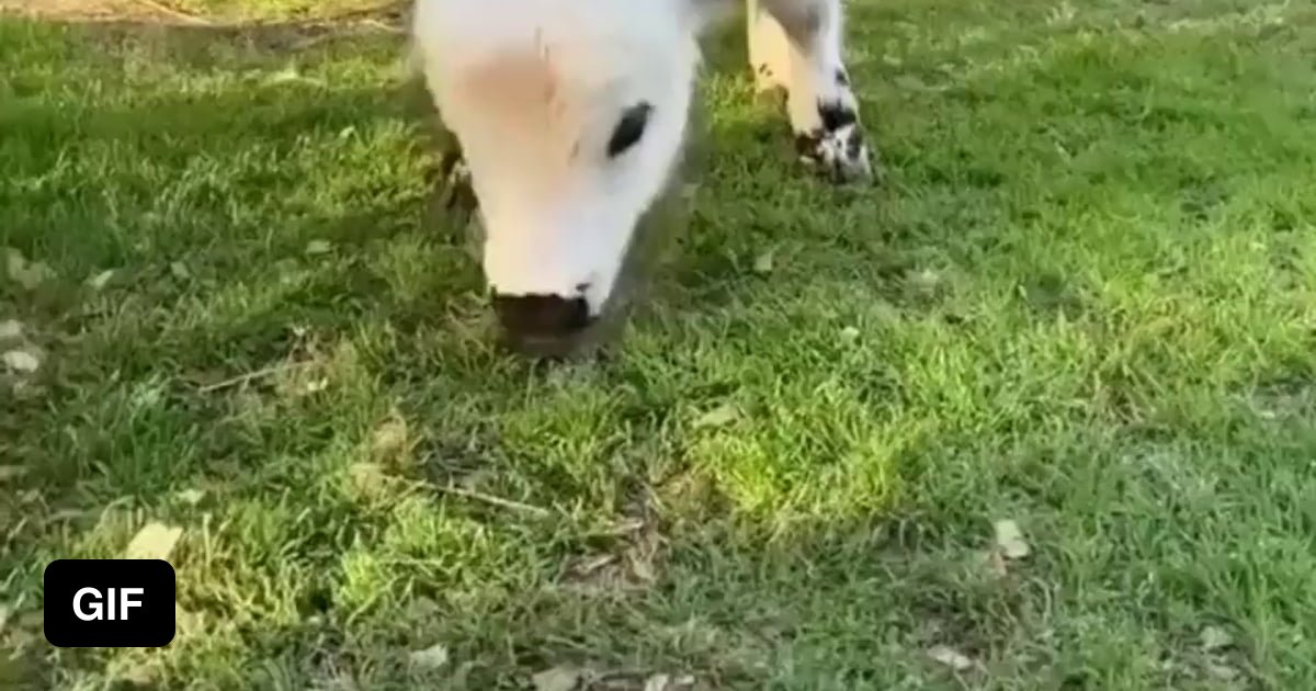 Suddenly cow zoomies 9GAG