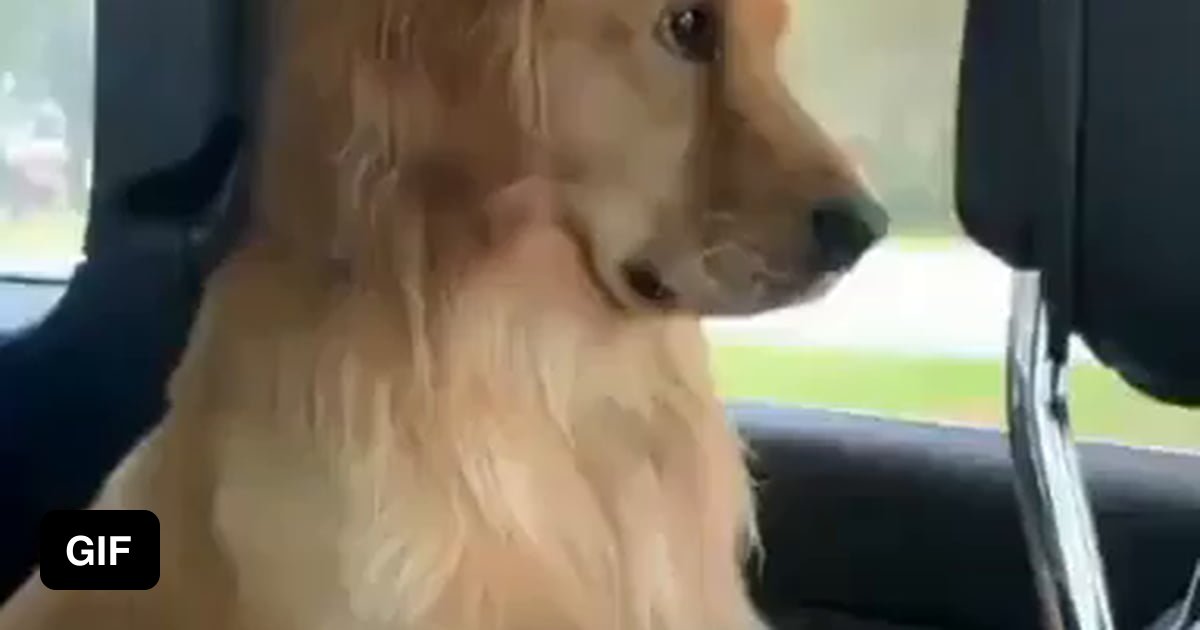 Dog is sad he has to come home from the beach - 9GAG
